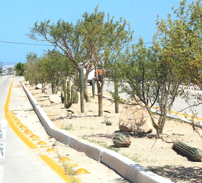 Concluyen trabajos de reforestación en el camellón en carretera hacia