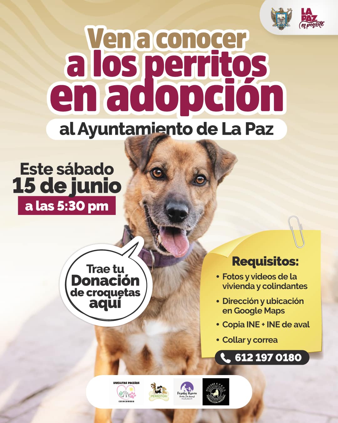 Invita Ayuntamiento A La Segunda Feria De Adopciones Caninas