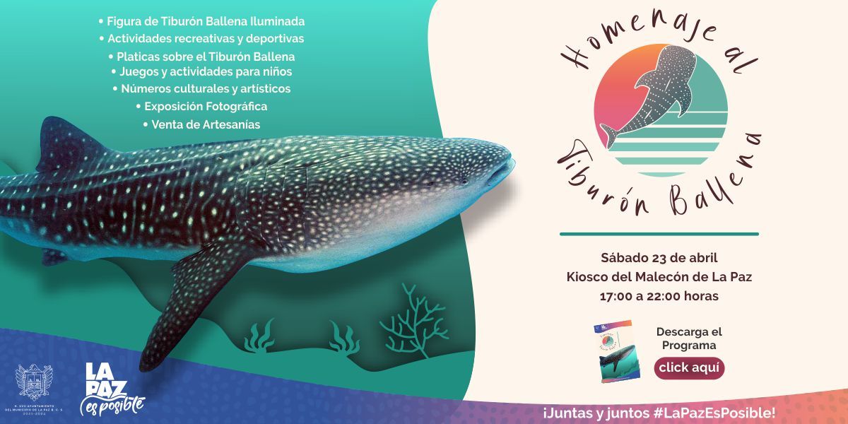 Realizarán “Homenaje al Tiburón Ballena” en La Paz