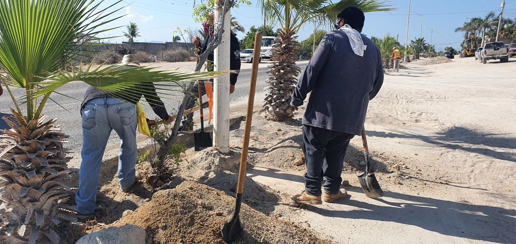 Avanzan trabajos de reforestación en la comunidad de El Sargento