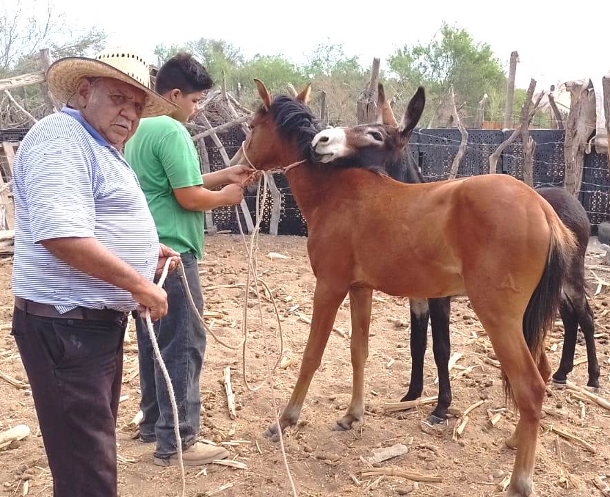 Brinda Ayuntamiento atención veterinaria emergente en la comunidad de Los Dolores