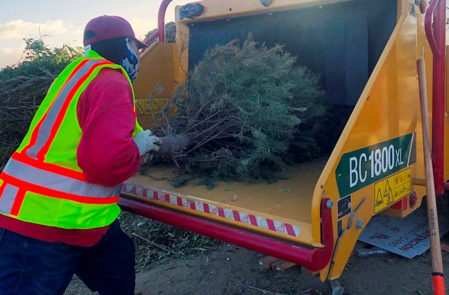 Han recibido 90 árboles de navidad para ser triturados en el Eco Parque