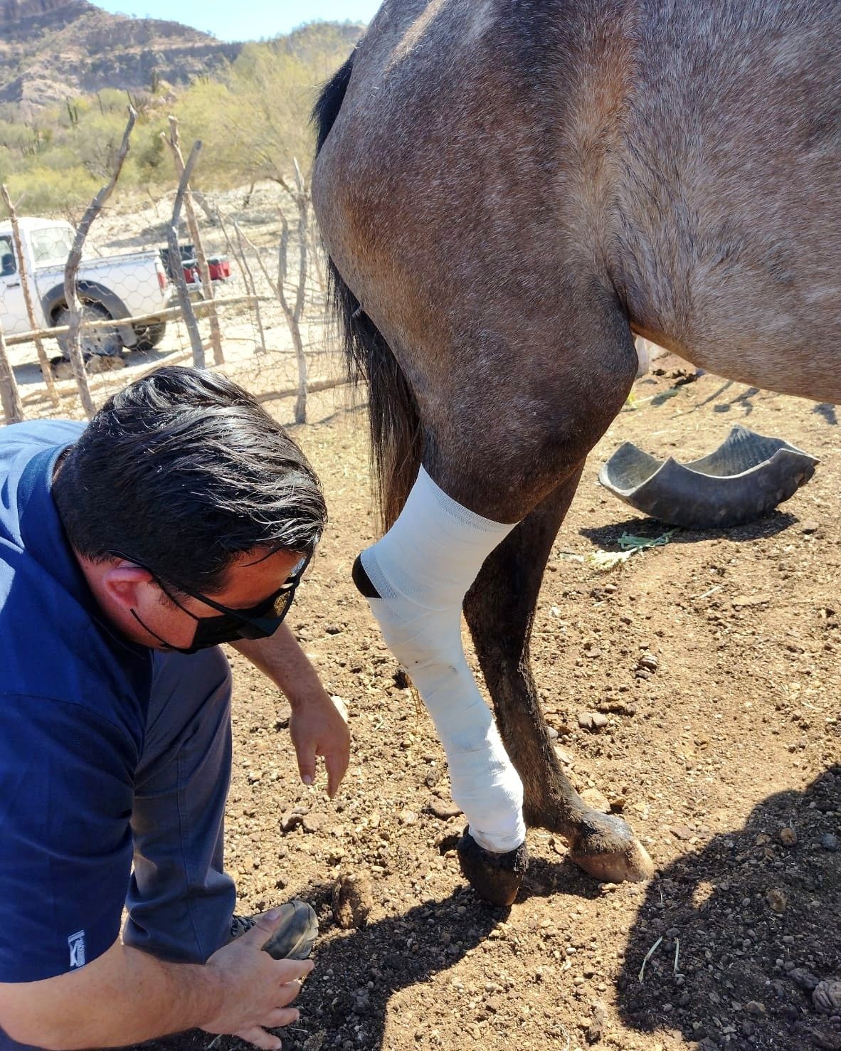 Brinda Ayuntamiento de La Paz atención veterinaria al ganado en comunidades