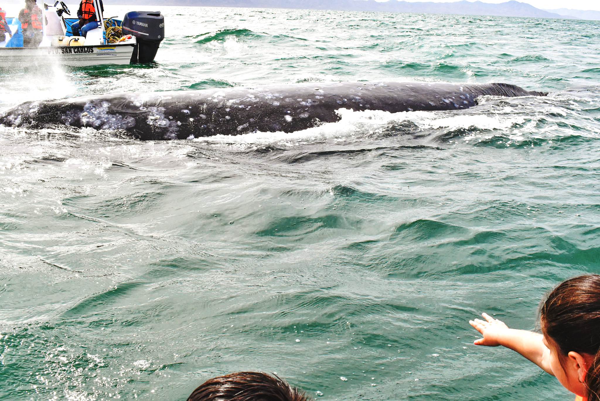 Más de 35 mil visitantes durante la temporada de avistamiento de la ballena gris en Puerto Chale