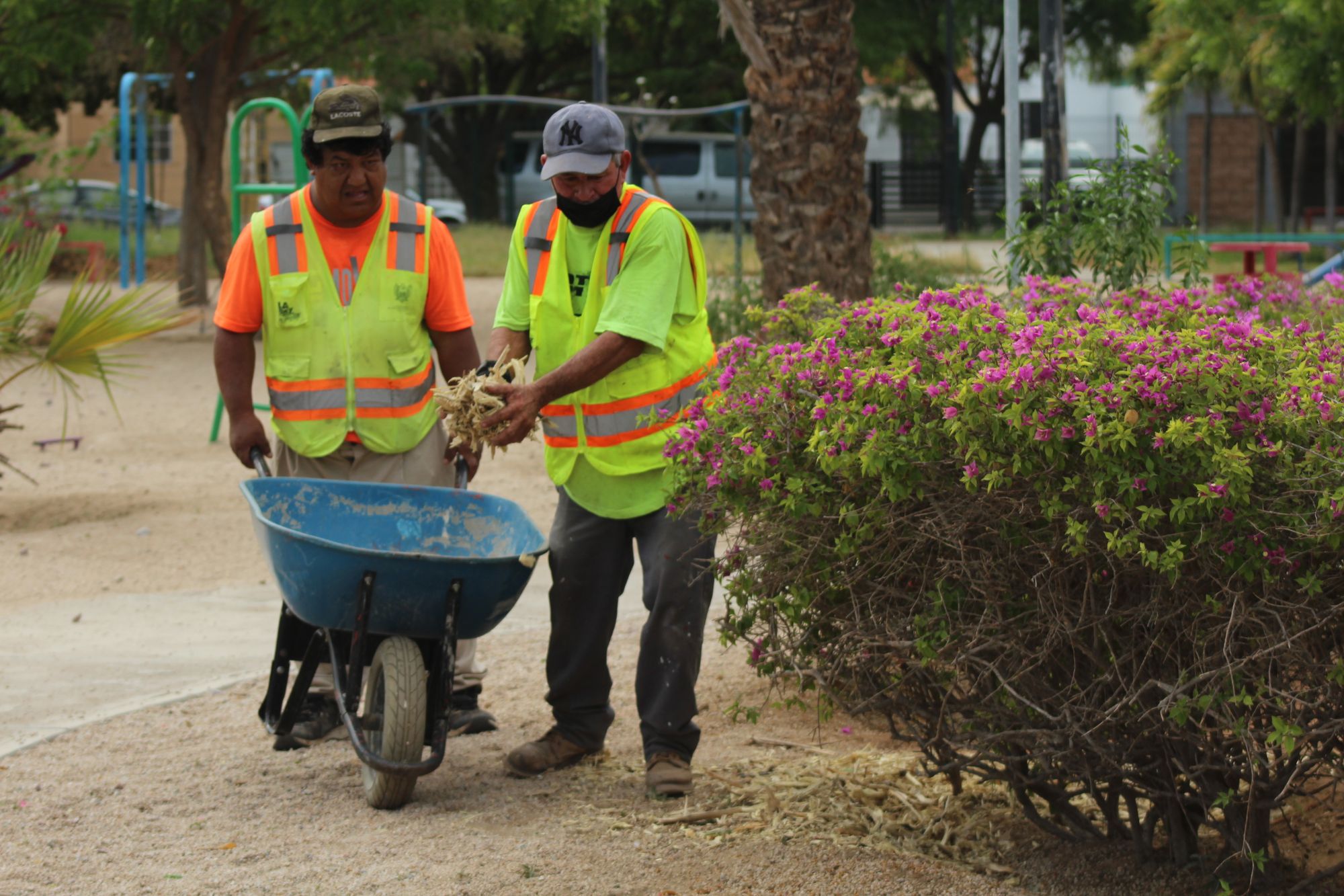 Servicios Públicos aplica más de 2 toneladas de mulch en diferentes parques en la ciudad.