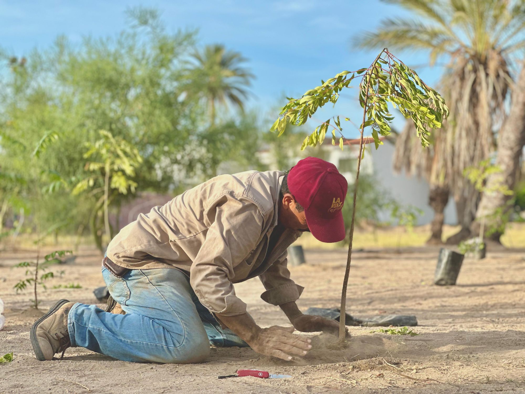 Continúa reforestación de espacios públicos con el programa “Pulmones Urbanos”