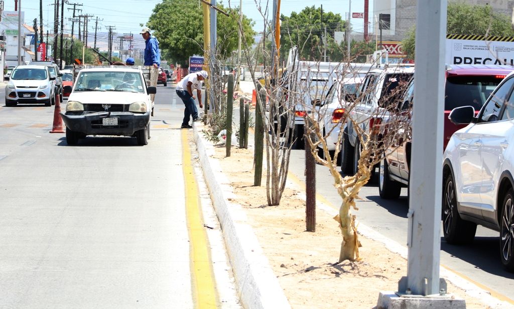 Se han trasplantado más de 1200 ejemplares endémicos en “Camellones Choyeros” en el bulevar Agustín Olachea