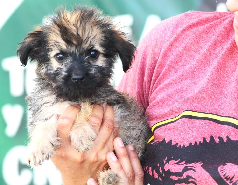 CEMAC promoverá adopción de mascotas en la explanada del Ayuntamiento de La Paz