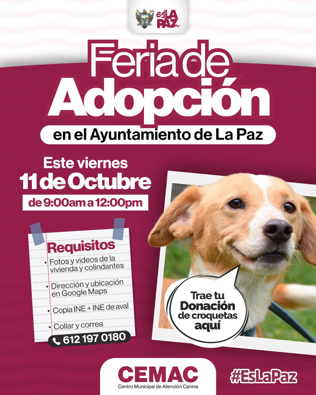 Centro Municipal de Atención Canina invita a la Feria de Adopción en el Ayuntamiento de La Paz