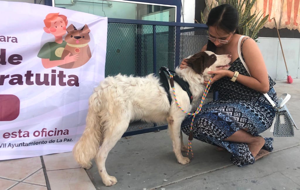 CEMAC realiza más de mil esterilizaciones y cerca de 200 adopciones durante 2024