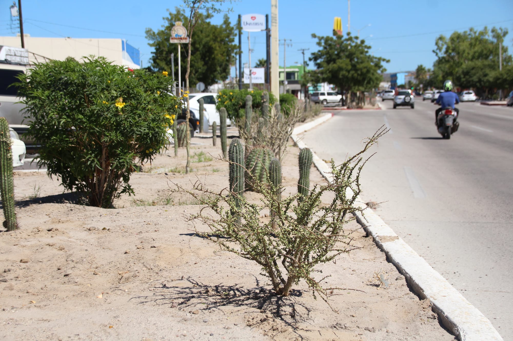 Más de 3,700 plantas utilizadas para el embellecimiento de los “Camellones Choyeros”