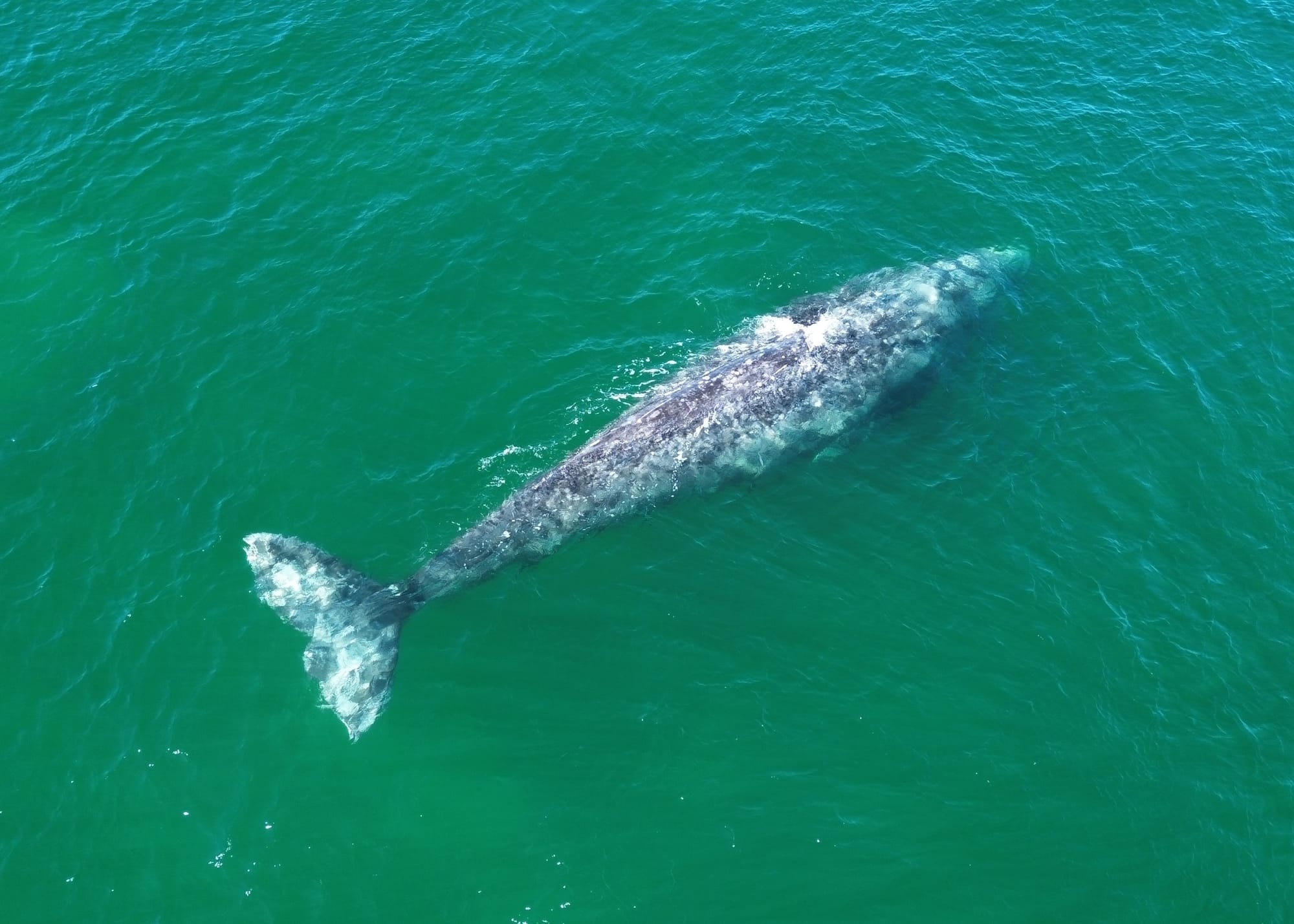 Milena Quiroga inaugura la temporada de avistamiento de ballenas en Puerto Chale