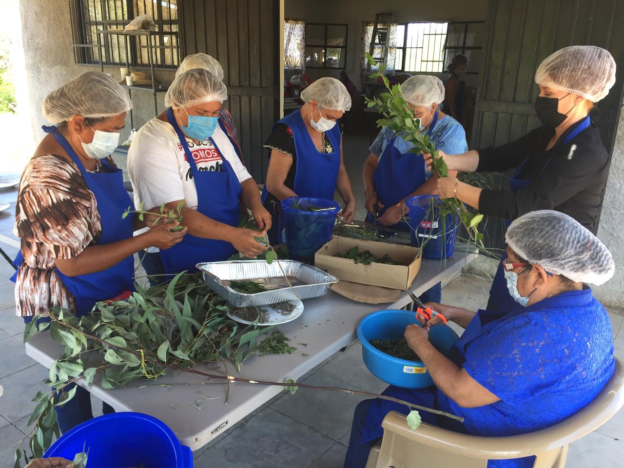 El Rosario impulsa el turismo sustentable con “Farmacia Viviente”