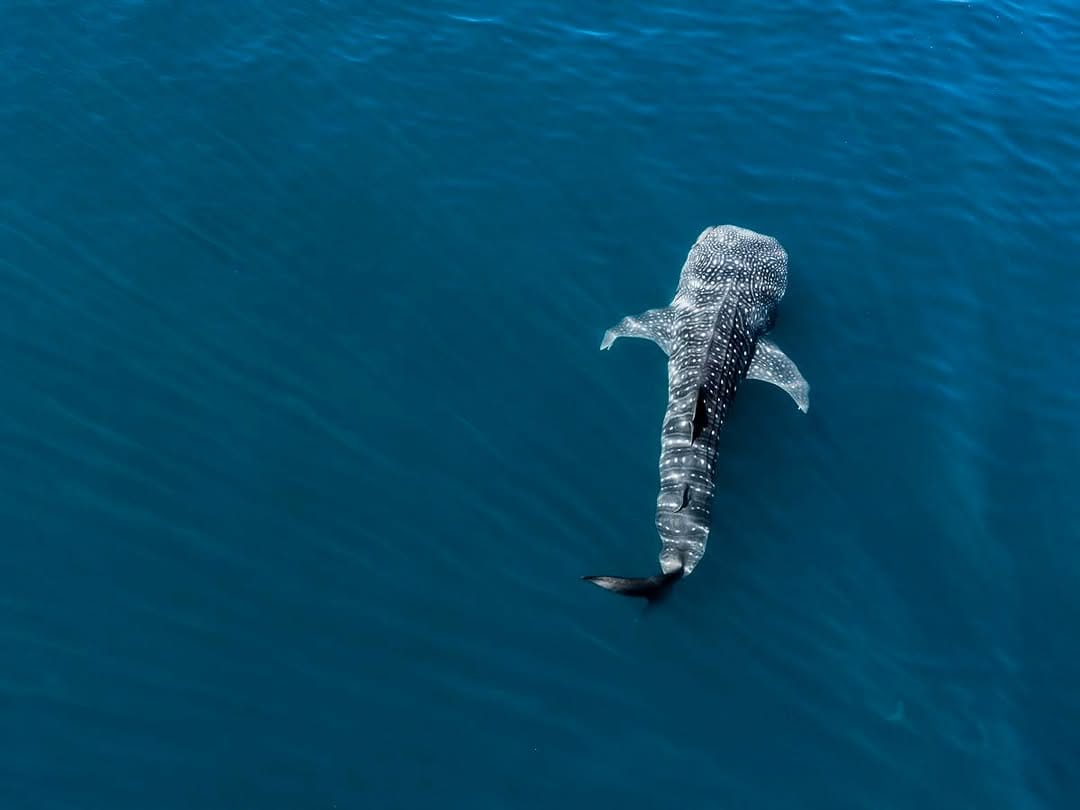 Invita Ayuntamiento de La Paz a disfrutar y respetar la temporada de nado con tiburón ballena