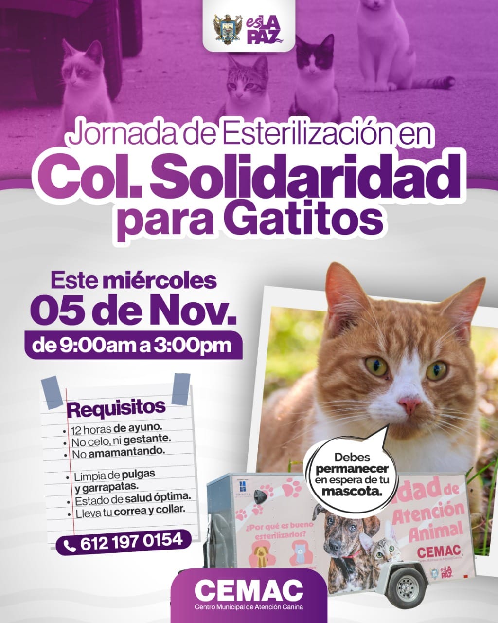 Invita La Paz a jornadas de esterilización para gatos y perros