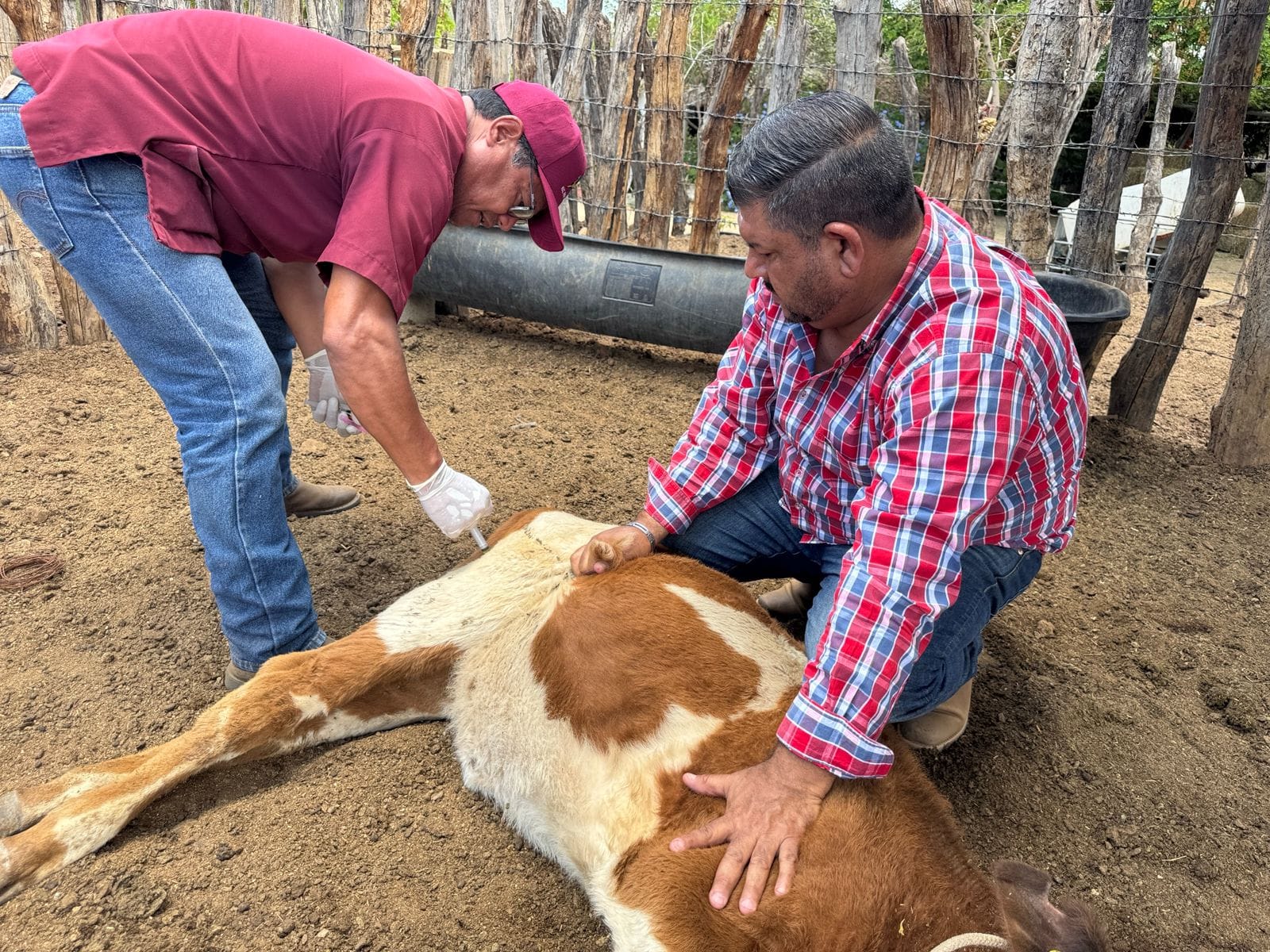 Refuerza Ayuntamiento de La Paz atención pecuaria en comunidades rurales durante 2025