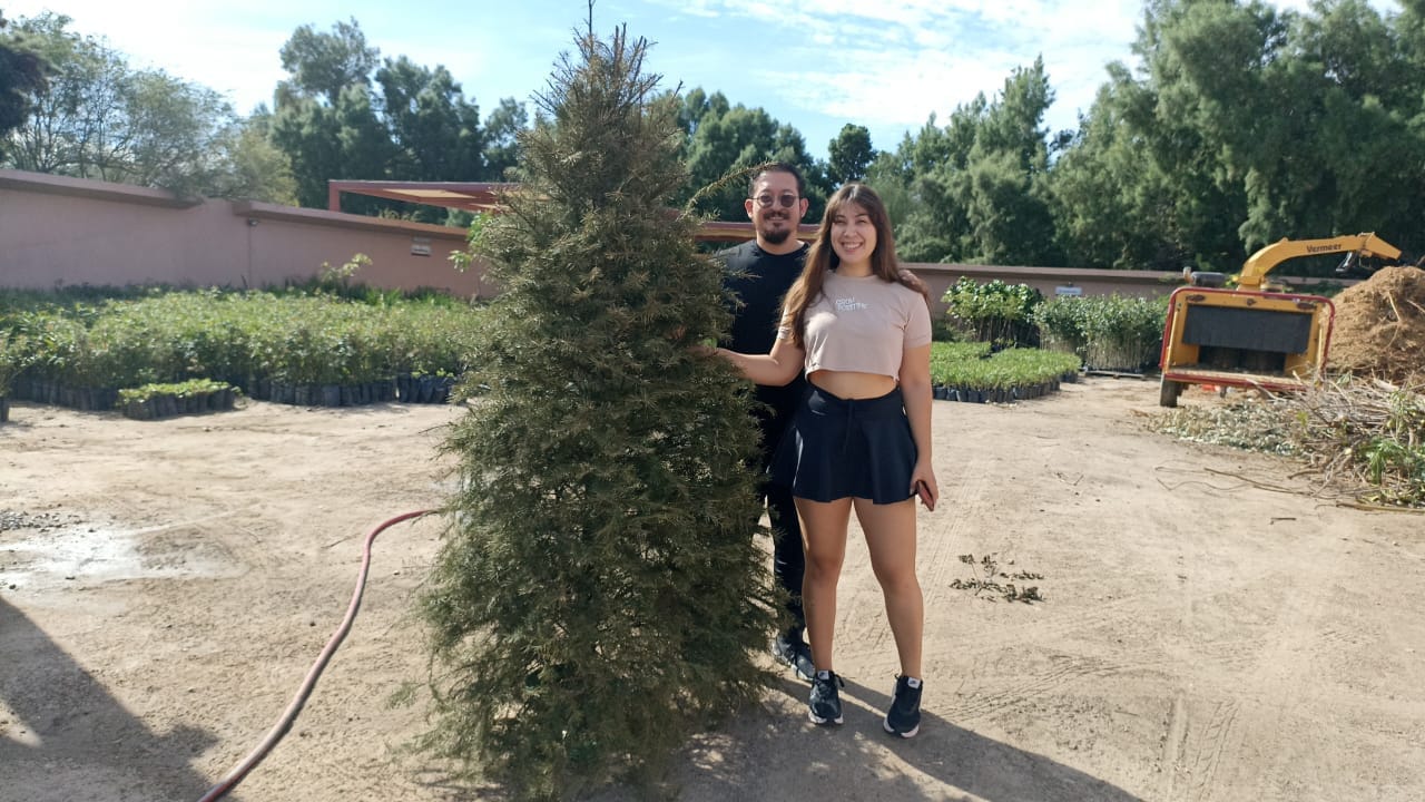 Inicia recepción de árboles de navidad naturales en el Eco Parque