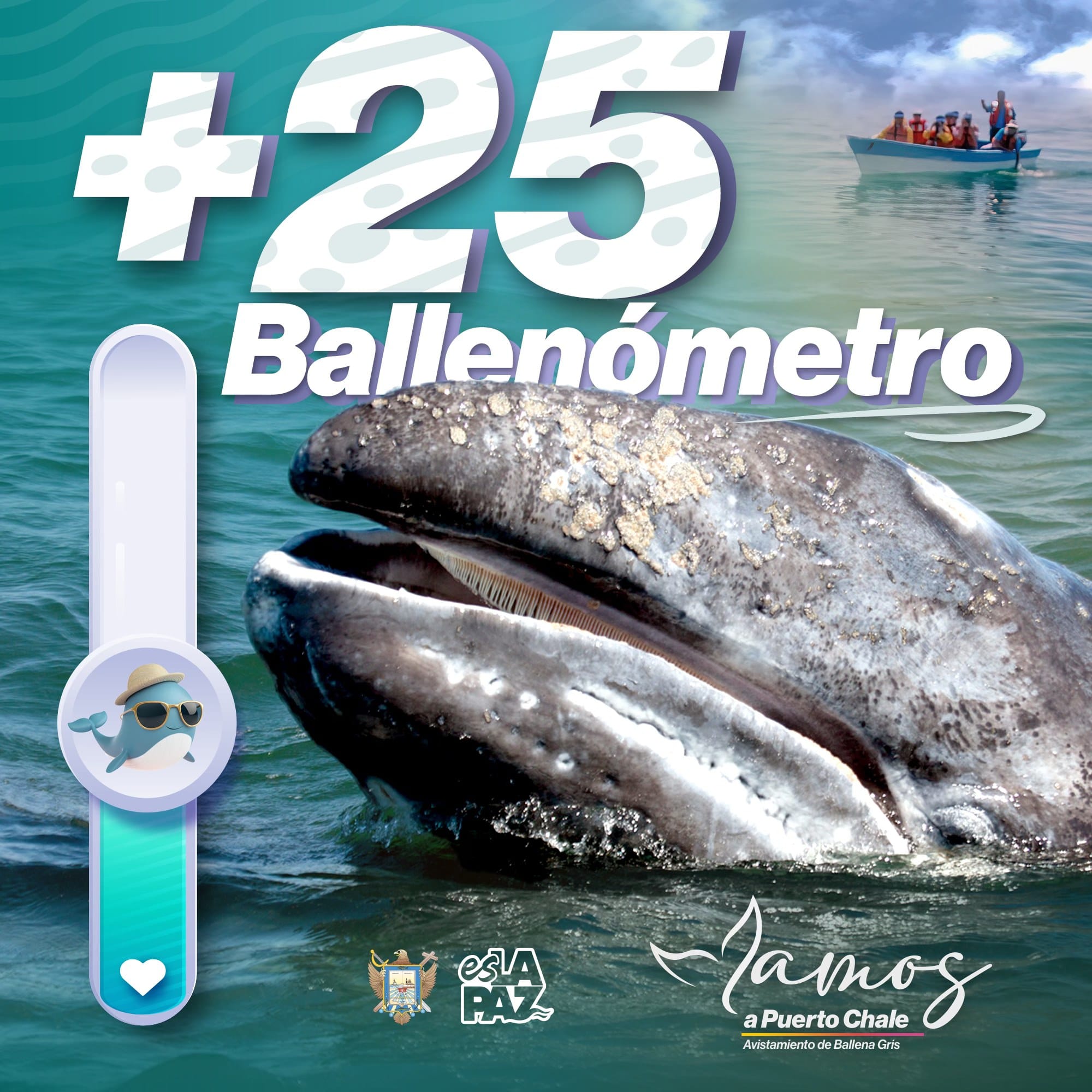 Puerto Chale registra más de 25 avistamientos de ballena gris