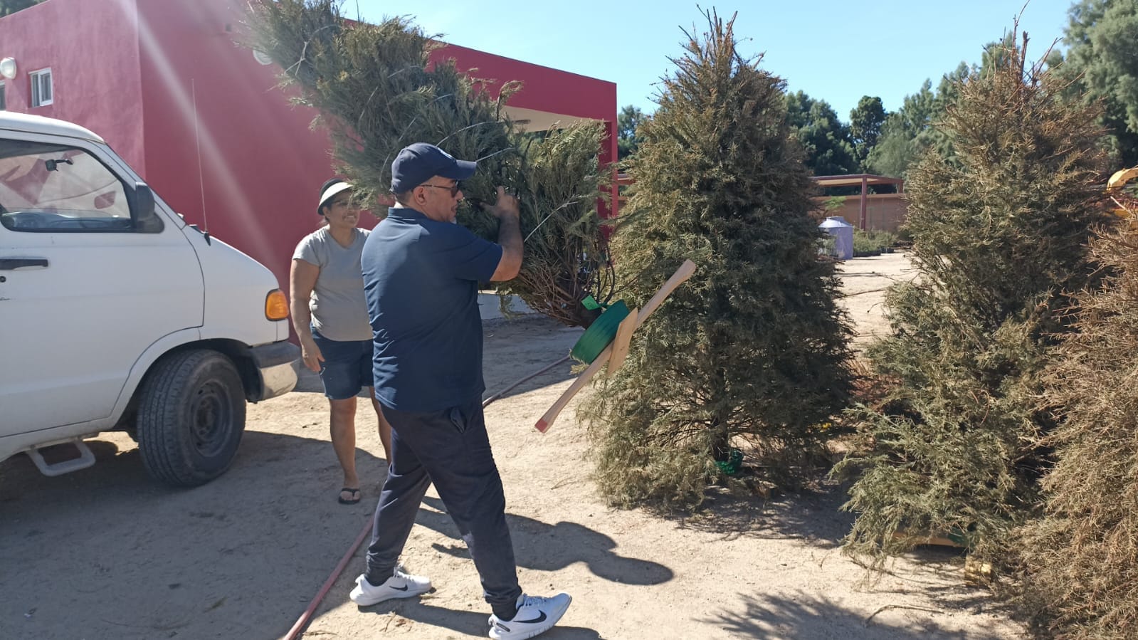 Concluye recepción de árboles de navidad naturales en La Paz