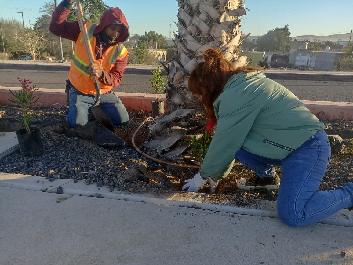 Plantan 300 árboles y fortalecen el riego con agua tratada en parques de La Paz