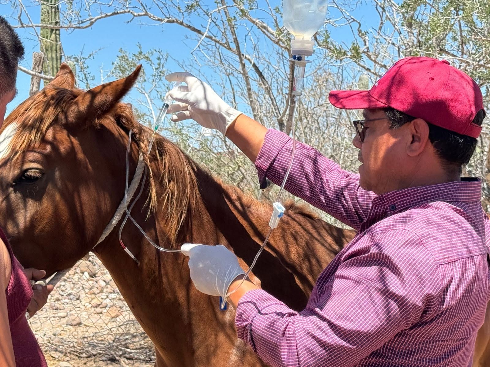 Productores pecuarios de La Paz reciben apoyos gratuitos de medicina veterinaria