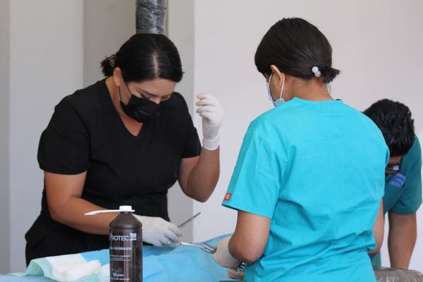 Continúa CEMAC con las
labores de esterilización