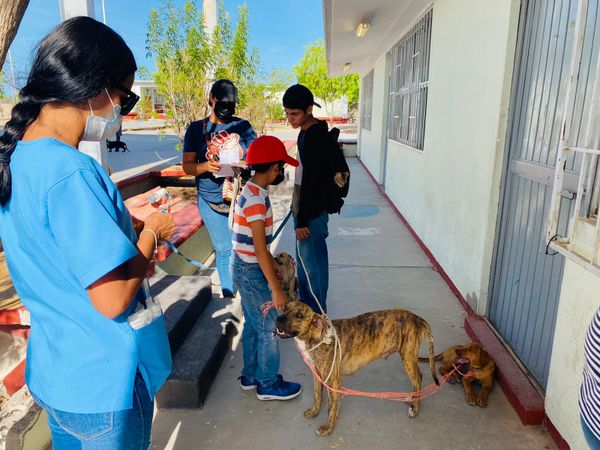 Atendidas 70 mascotas en Campaña de Esterilización en El Centenario