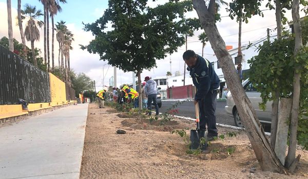 Aplica Servicios Públicos 600 kilos de mulch en la BENU