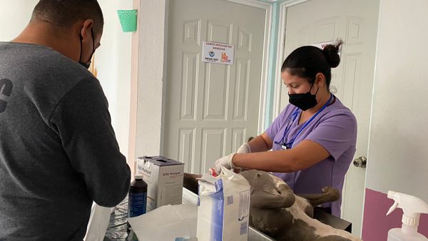 Buena respuesta en la Campaña de Esterilización del CEMAC en Puerto Chale