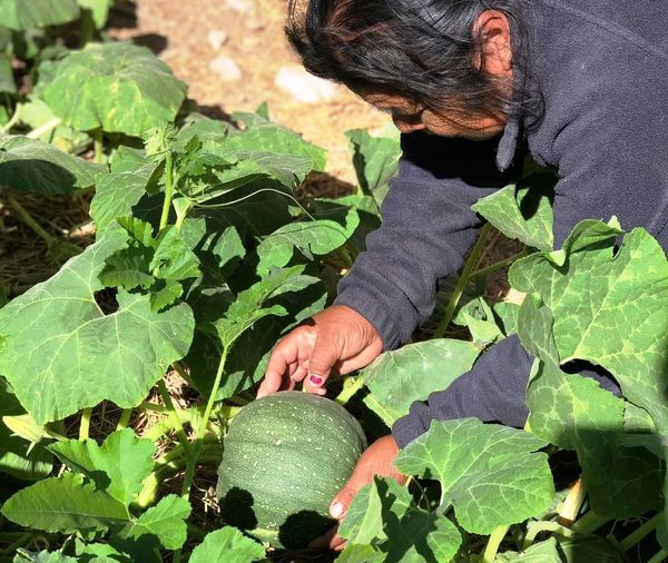 Supervisan avances en huertos de traspatio en colonias de la ciudad