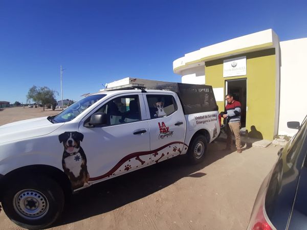 Participa activamente la Coordinación de Vinculación y Prevención en campaña de esterilización canina y felina en la subdelegación de Puerto Chale