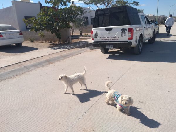 Durante el año 2022 la Policía Municipal de La Paz atendió cerca 600 reportes de maltrato animal