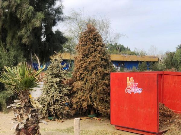 Concluye este 28 de febrero la recepción de árboles de navidad en el Eco Parque