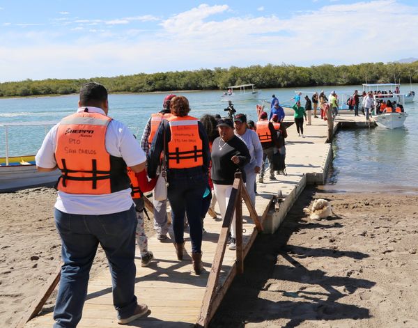 Se desarrolla con éxito la temporada de avistamiento de ballena gris en Puerto Chale