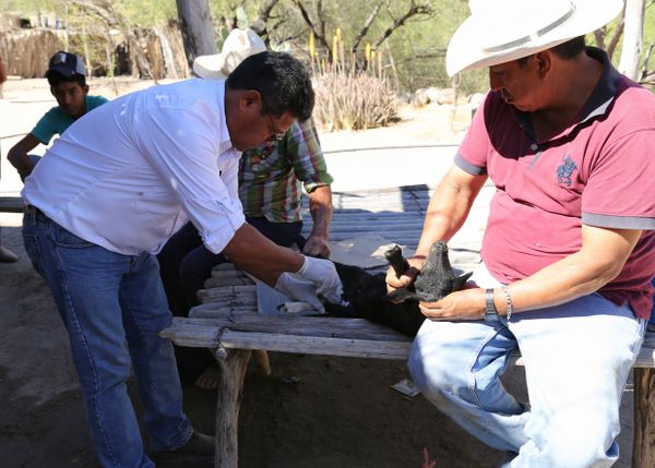 Continúan apoyos a productores ganaderos con atención veterinaria