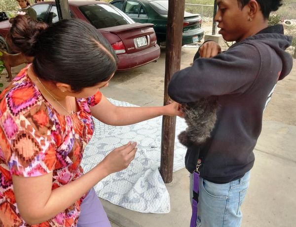 Realiza CEMAC Campaña de Esterilización en Todos Santos