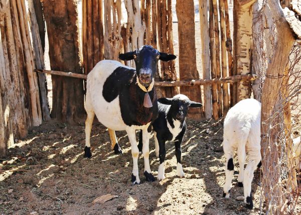 Busca Ayuntamiento estrategias para mejorar la producción de carne ovina