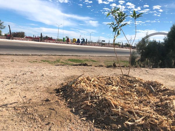 Inician trabajos de reforestación en la entrada del Eco Parque