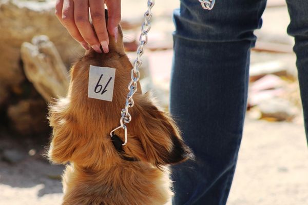 Llevará a cabo CEMAC Campañas de Esterilización en el Municipio