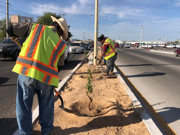Reforesta Servicios Públicos la Avenida de Los Deportistas