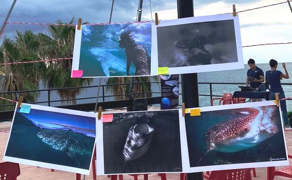 Celebran en La Paz el Día Internacional del Tiburón Ballena