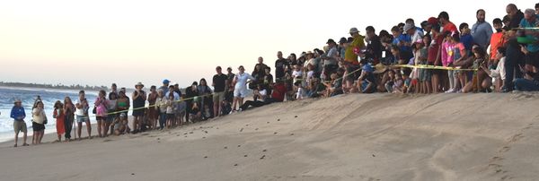 Exitoso 2do. Festival de la Tortuga Marina en Todos Santos