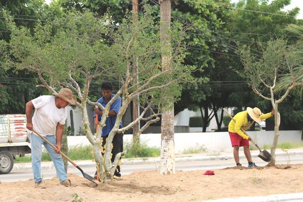 Avanza en 80% la reforestación de los camellones en el bulevar Constituyentes