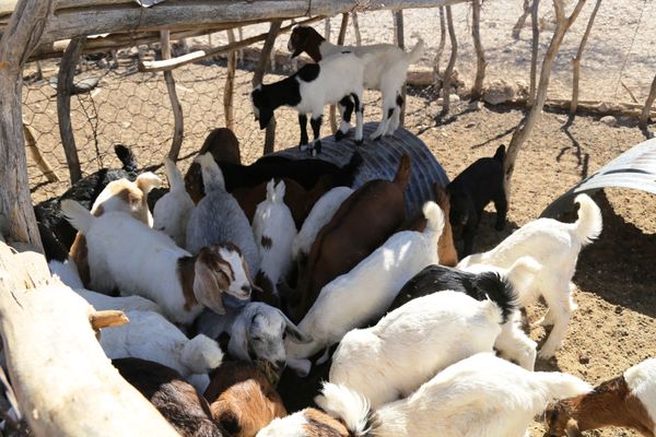 Con las mejoras en el rastro municipal actualmente se reciben 500 animales