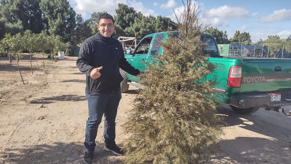 Continúa recepción de arbolitos de Navidad en el Eco Parque