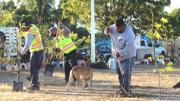 Trasplantan más de 300 árboles en parques de la colonia Valle Dorado y La Pitahaya