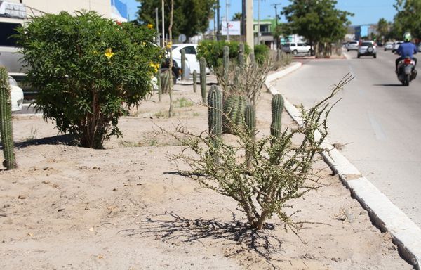 Reforesta Servicios Públicos con más de 300 ejemplares el bulevar Agustín Olachea