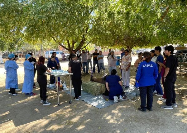 Apoya Gobierno Municipal a estudiantes de la UABCS con prácticas veterinarias