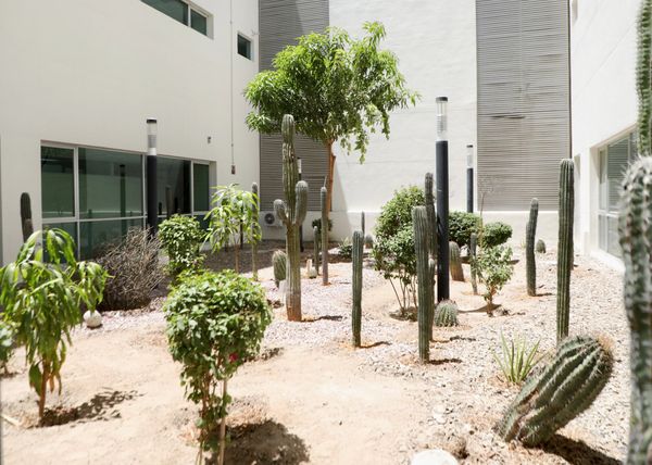 Inauguran jardín de cactáceas regionales en el hospital Salvatierra