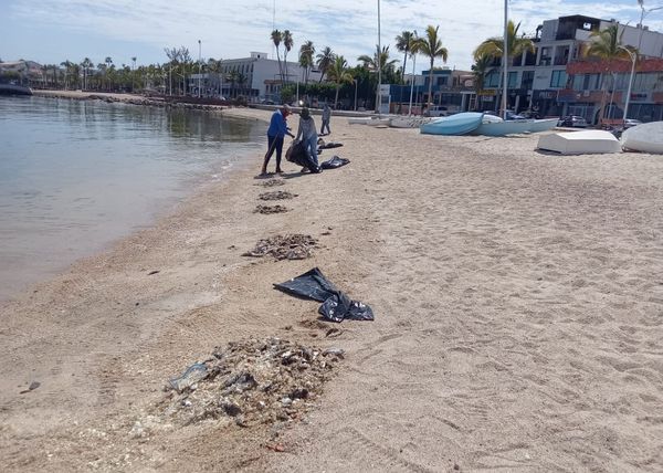 Limpia ZOFEMAT La Paz playas de la zona costera tras aparición de peces muertos